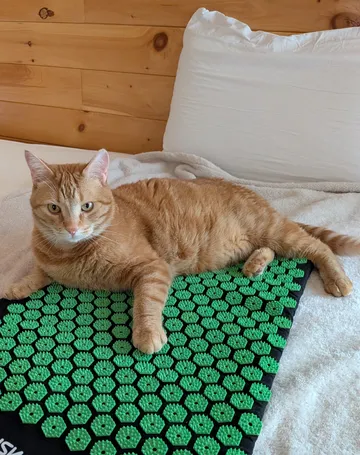 Tapis